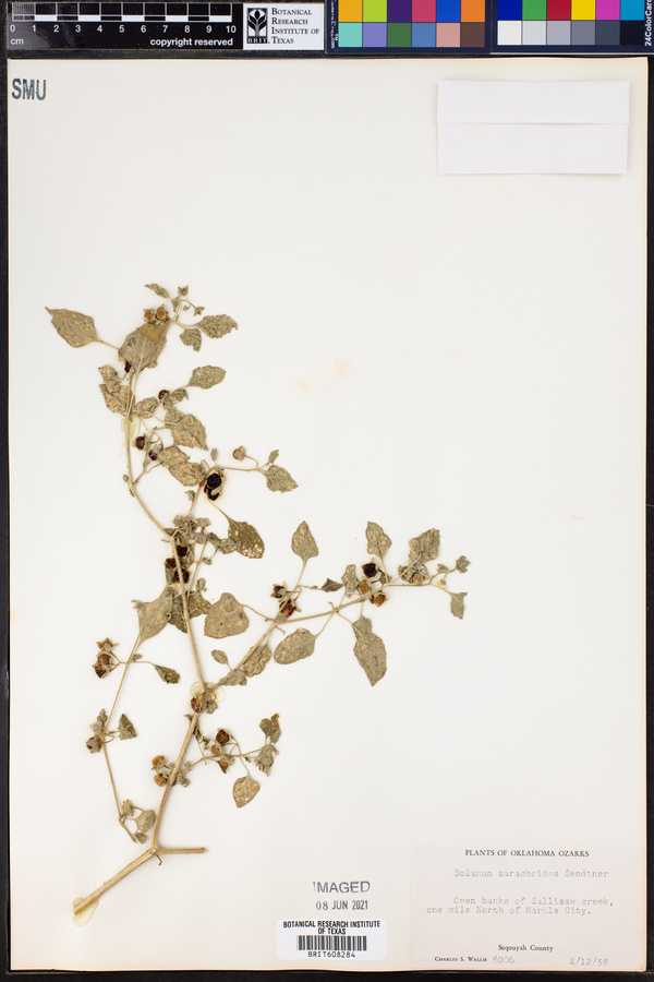 Solanum sarrachoides image