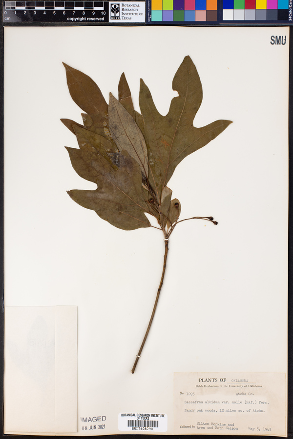 Sassafras albidum image
