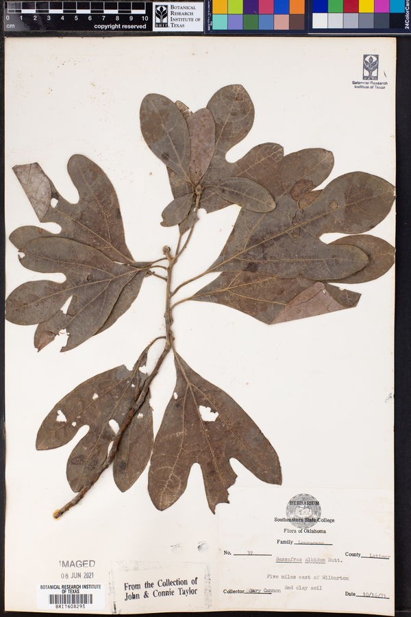 Sassafras image