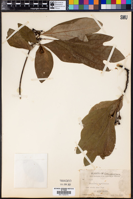 Sassafras albidum image