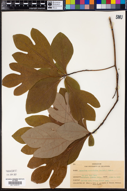 Sassafras albidum image