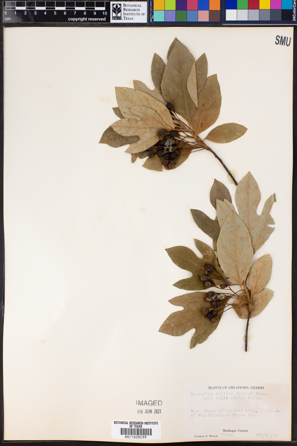 Sassafras albidum image