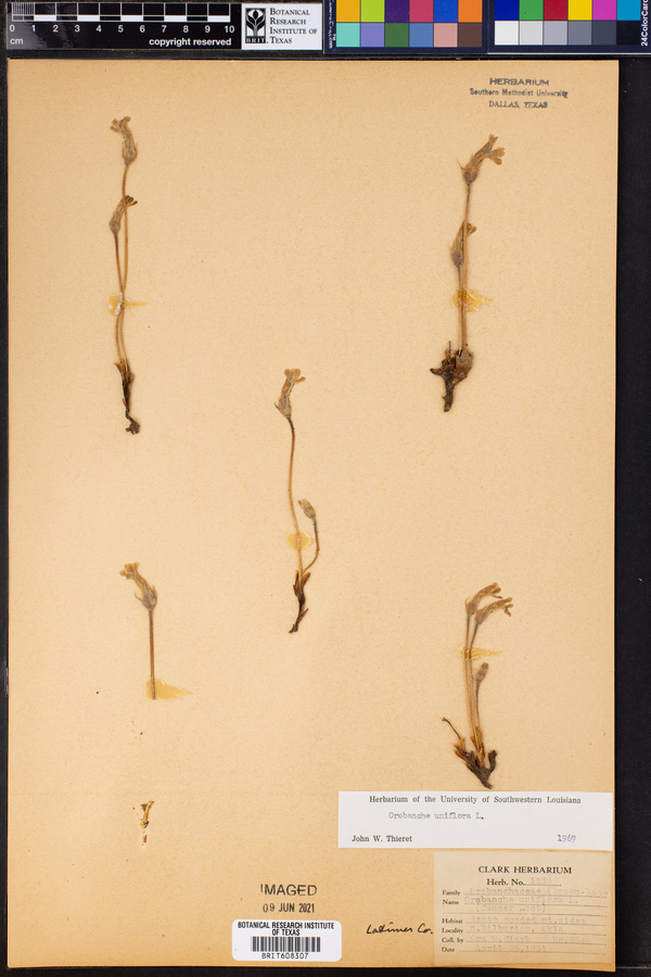 Orobanche uniflora image