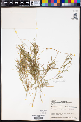 Cuscuta campestris image