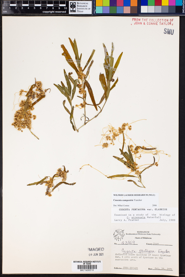 Cuscuta pentagona var. pentagona image