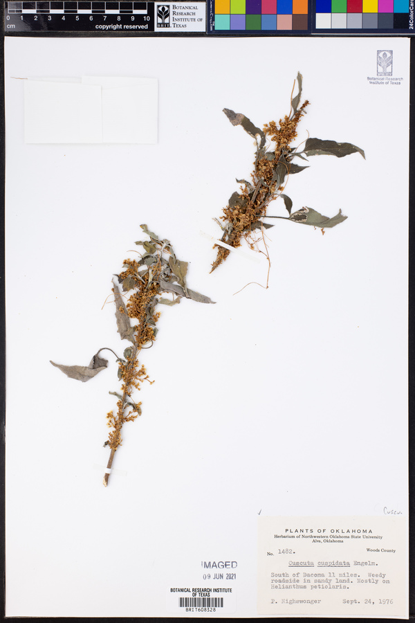 Cuscuta cuspidata image