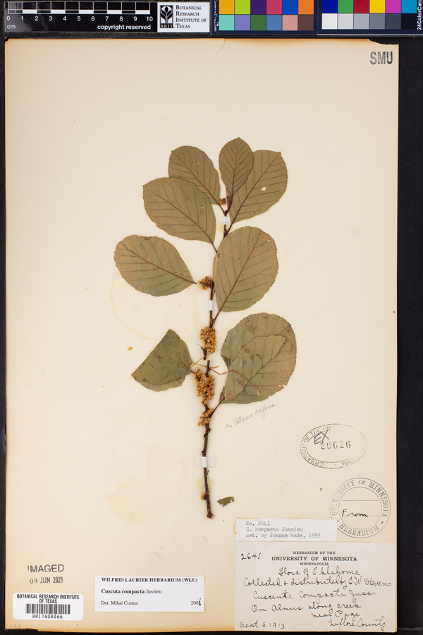 Cuscuta compacta image