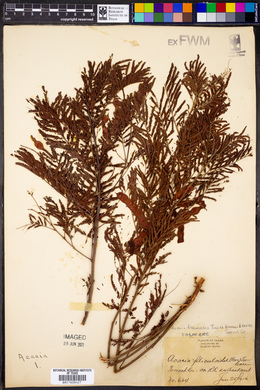Acacia filiculoides image