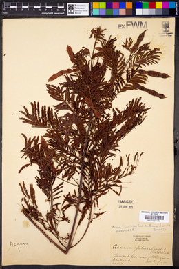 Acacia filiculoides image