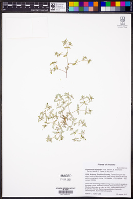 Euphorbia rayturneri image