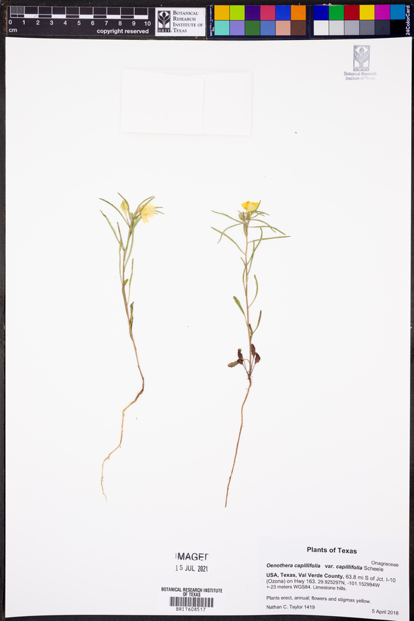 Oenothera capillifolia subsp. capillifolia image