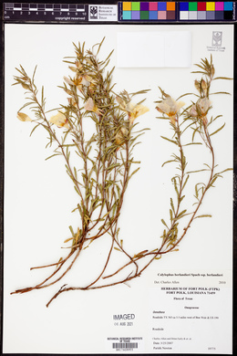 Calylophus berlandieri subsp. berlandieri image