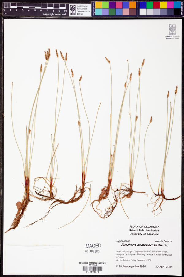 Eleocharis montevidensis image