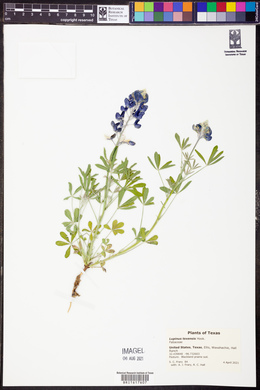 Lupinus texensis image