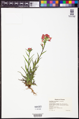 Castilleja indivisa image