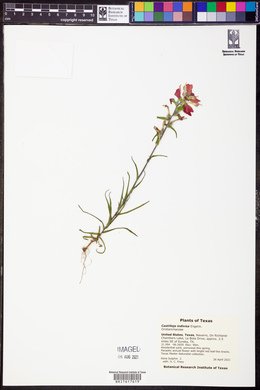 Castilleja indivisa image
