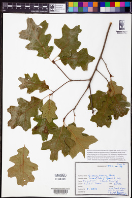 Quercus texana image