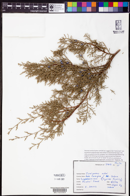 Juniperus ashei image