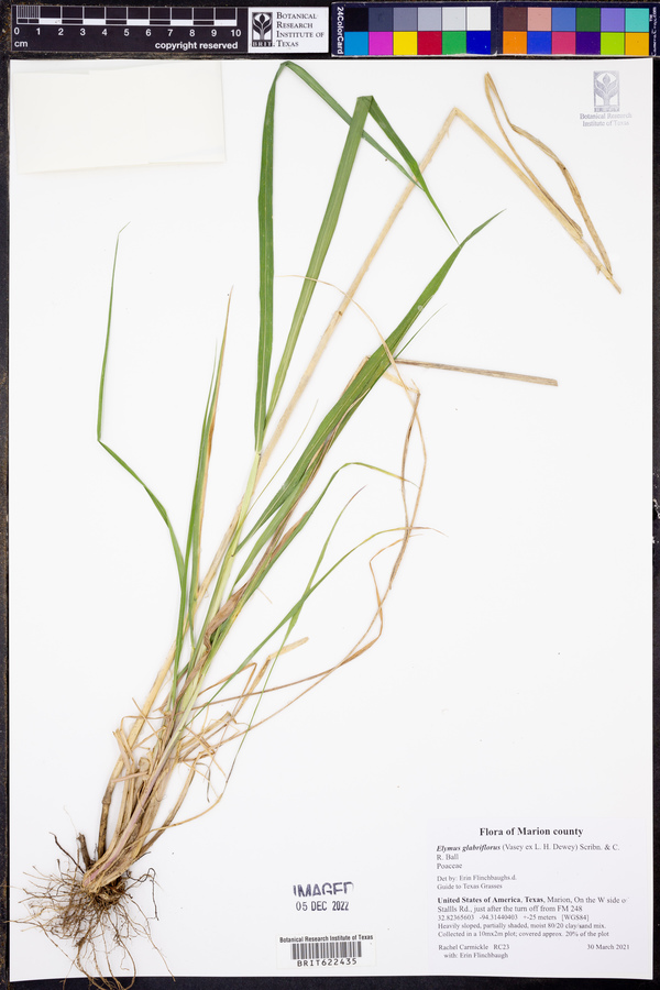 Elymus glabriflorus image