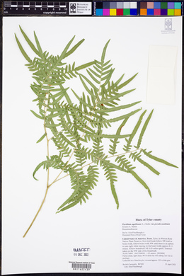 Pteridium aquilinum subsp. pseudocaudatum image