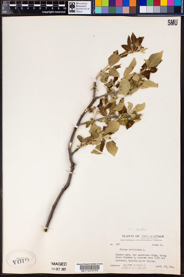 Ptelea trifoliata var. mollis image