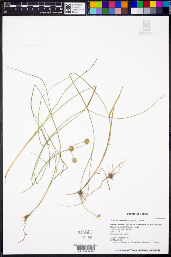 Juncus texanus image