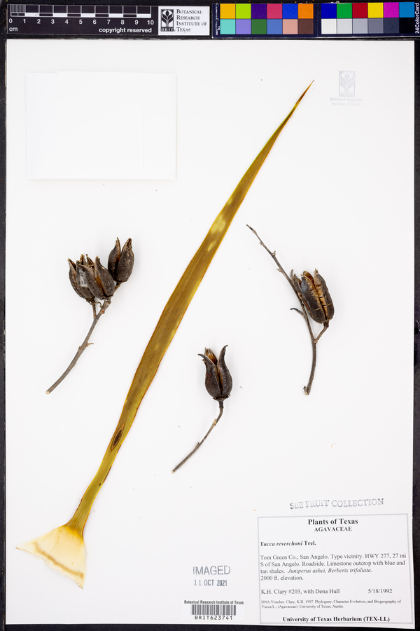 Yucca reverchonii image