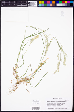 Bromus catharticus subsp. catharticus image