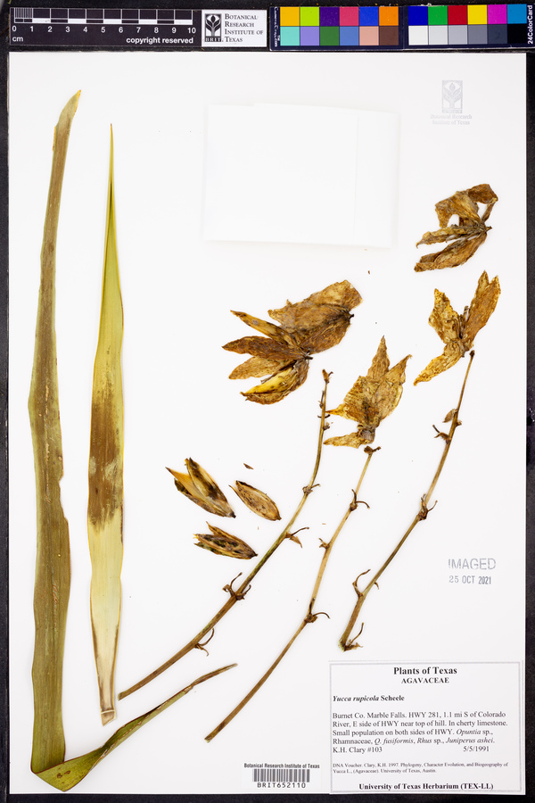 Yucca rupicola image