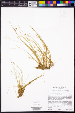 Eleocharis flavescens image