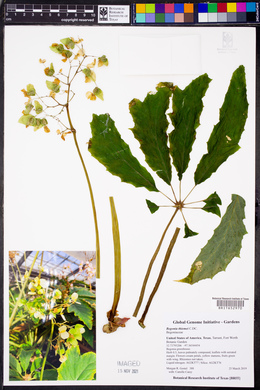 Begonia thiemei image