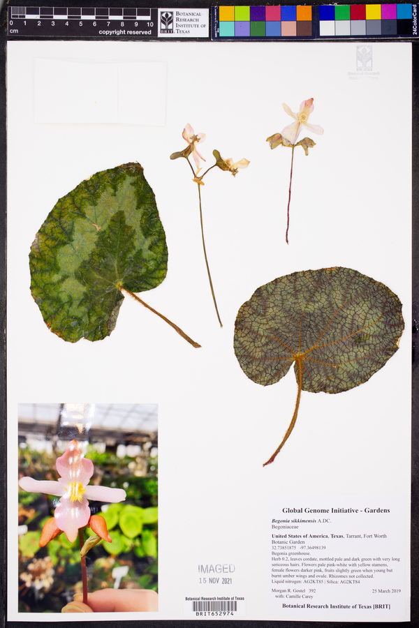 Begonia sikkimensis image