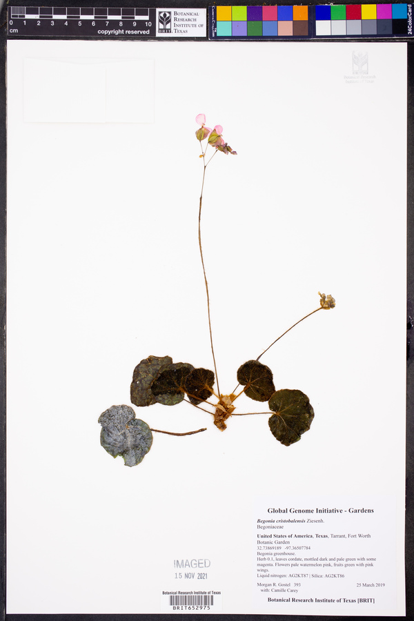 Begonia cristobalensis image