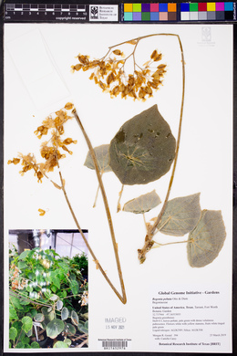 Begonia peltata image