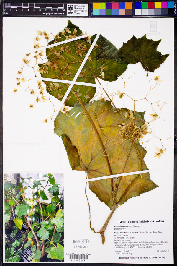 Begonia reniformis image