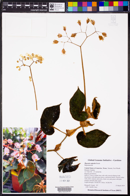 Image of Begonia epipsila