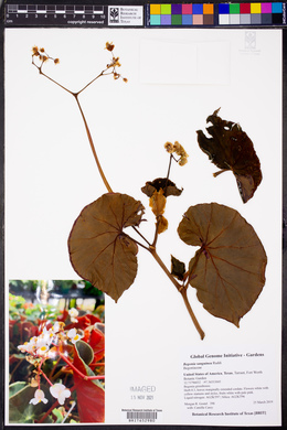 Begonia sanguinea image