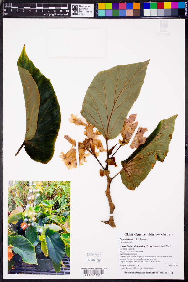 Begonia lunaris image