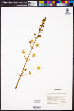 Sagittaria lancifolia image