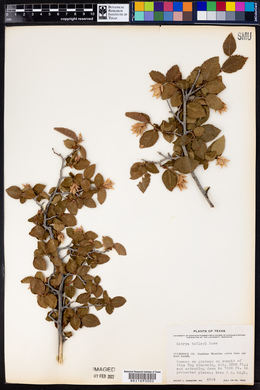 Ostrya virginiana subsp. virginiana image