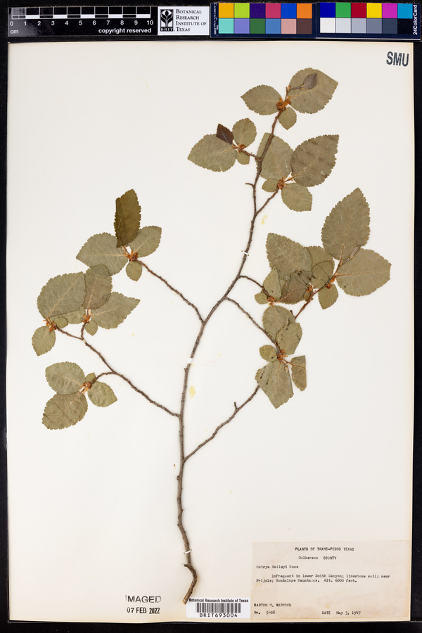 Ostrya virginiana subsp. virginiana image