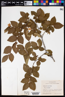 Ostrya virginiana subsp. virginiana image