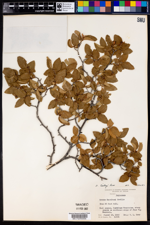 Ostrya virginiana subsp. virginiana image