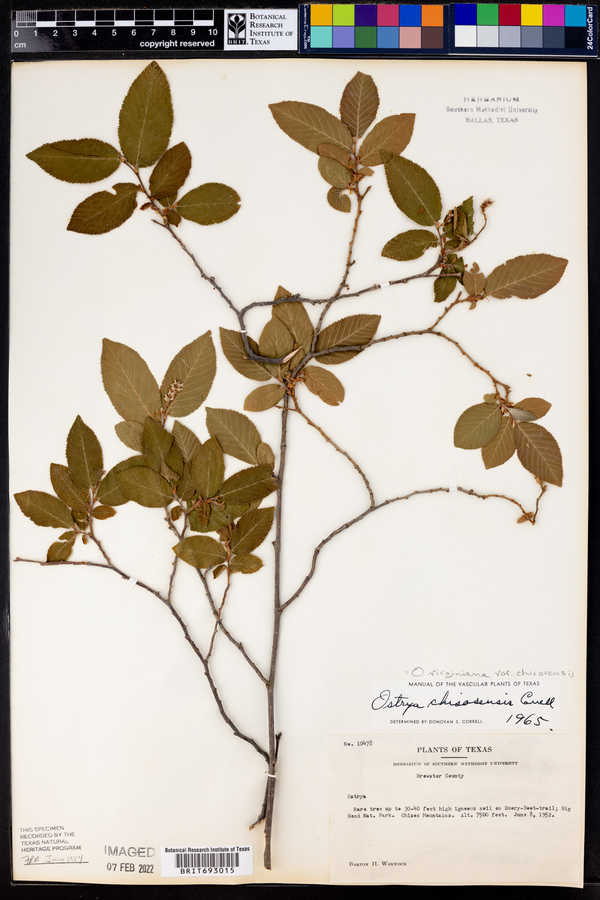 Ostrya virginiana var. chisosensis image