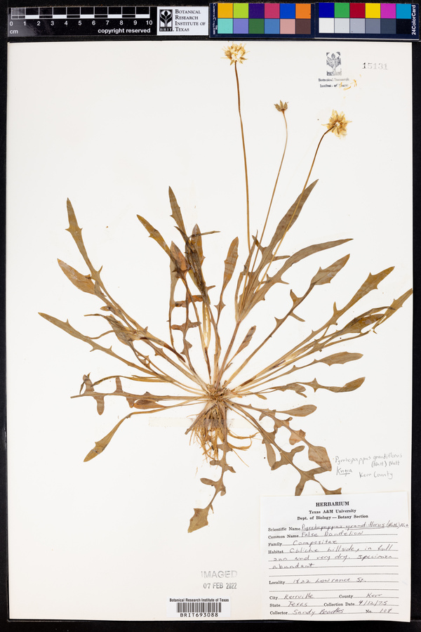 Pyrrhopappus grandiflorus image