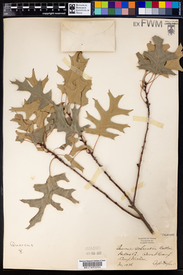 Quercus schneckii image