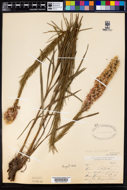 Liatris pycnostachya image