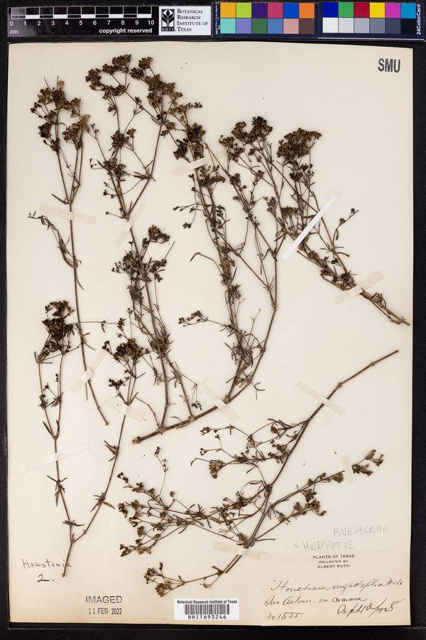 Oldenlandia tenelliflora image