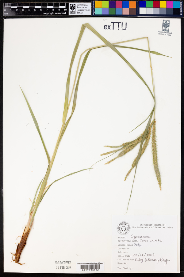 Carex crinalis image