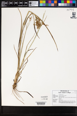 Cyperus retrorsus image